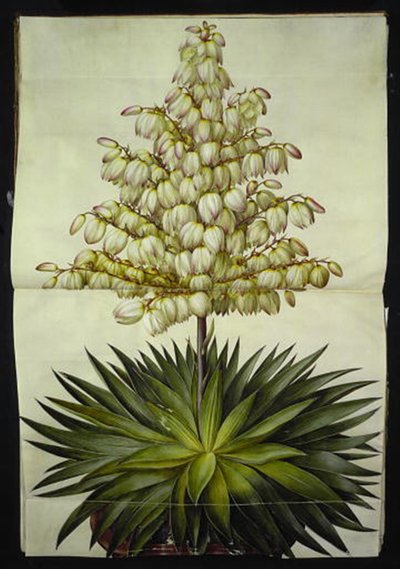 Yucca gloriosa (güzel palmiye zambak) by Hans Simon Holtzbecker