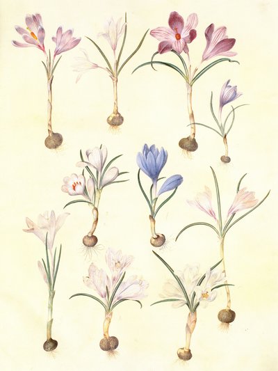 crocus vernus by Hans Simon Holtzbecker