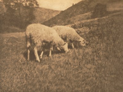 Kamera Çalışması: Koyun by Hans Watzek