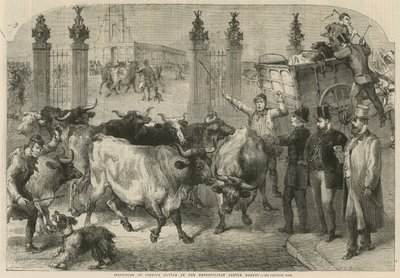 Büyükşehir Sığır Pazarı'nda yabancı sığırların denetimi (gravür) by Harden Sidney (after) Melville