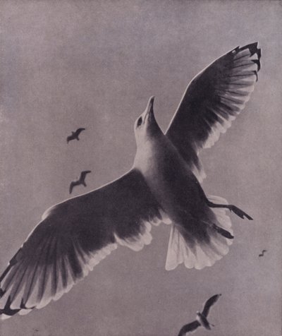 Hızlı ve yüksek, Meredith (s/b fotoğraf) by Harold Burdekin