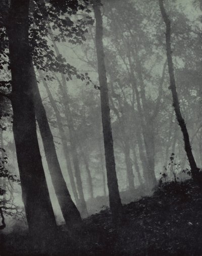 alacakaranlık korularının kemerli yürüyüşleri Ve kahverengi gölgeler… Çamdan veya anıtsal meşeden, Milton (s/b fotoğraf) by Harold Burdekin
