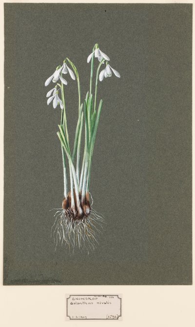 Kartaca Nivalis