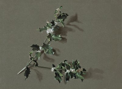 Ilex aquifolium L. Common Holly, c1870-1920. by Harold Drinkwater