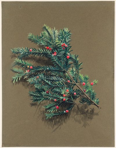Taxus baccata L. Porsuk, c1903 -1915. by Harold Drinkwater