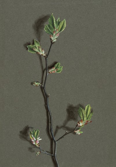 Ulmus glabra Huds Wych Elm, c1870-1920. by Harold Drinkwater