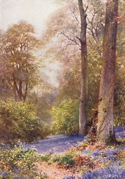 Bluebells, Ripley (renkli lito) by Harold Sutton Palmer