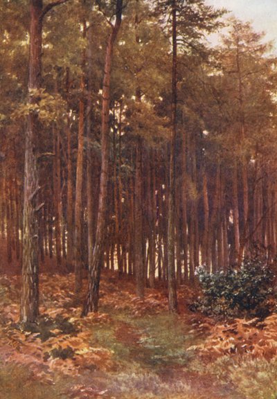 Köknar Ormanının Derinlikleri, Ripley (renkli taş baskı) by Harold Sutton Palmer