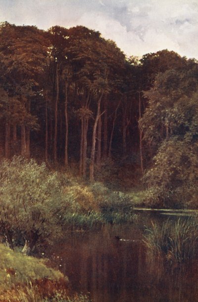 Woodland Depths, Wotton (renkli lito) by Harold Sutton Palmer