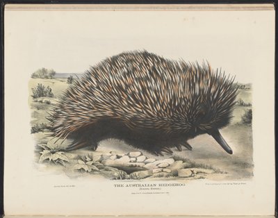 Avustralya Memelileri (Krefft) Nla.obj-33627803-15 Avustralya Kirpi by Harriet Morgan
