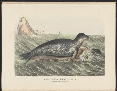Avustralya Memelileri (Krefft) Nla.obj-33627803-5 Deniz Leoparı by Harriet Morgan