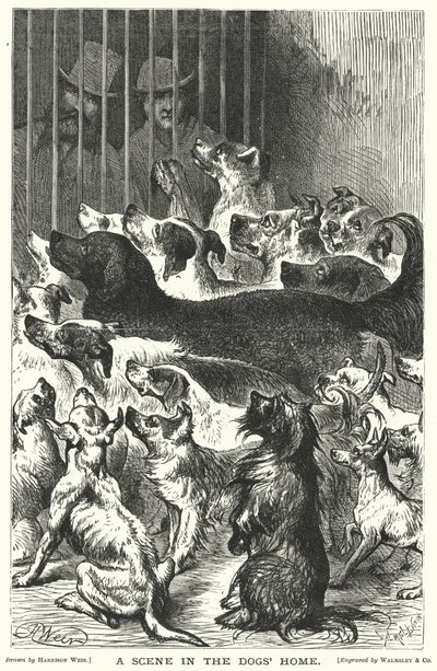 Köpek Evinde Bir Sahne by Harrison William Weir
