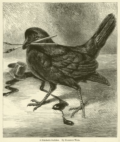 Bir Skolastik Küçük Karga by Harrison William Weir