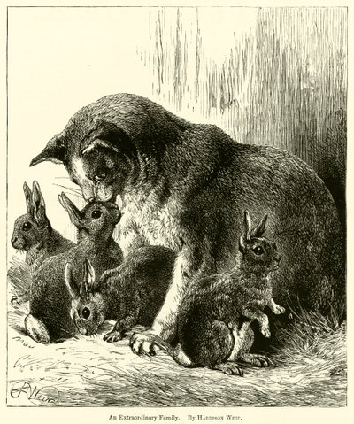 Olağanüstü Bir Aile by Harrison William Weir