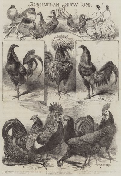 Birmingham Gösterisi 1858 by Harrison William Weir