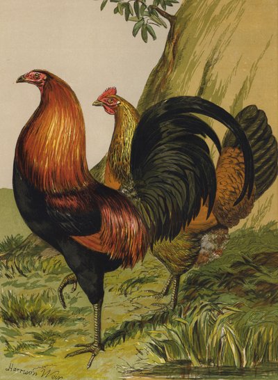Siyah Göğüslü Kırmızı Oyun (chromolitho) by Harrison William Weir