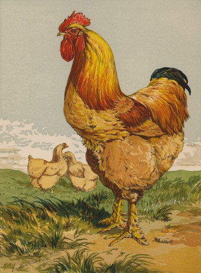 Buff Cochin Cock (chromolitho) by Harrison William Weir