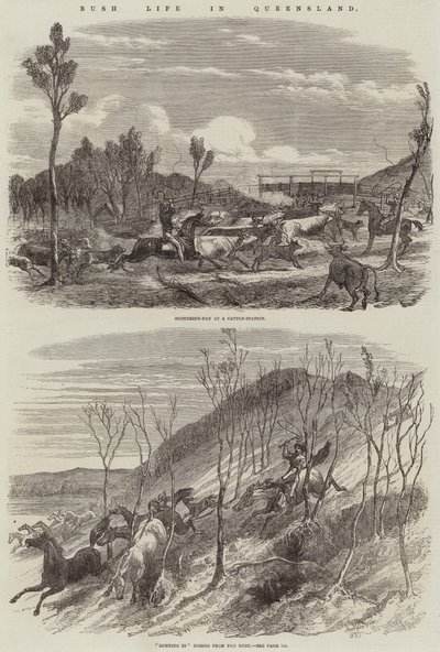 Queensland'de Bush Yaşamı by Harrison William Weir
