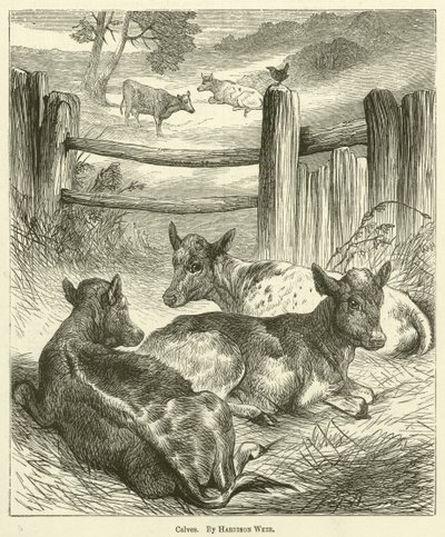 buzağılar by Harrison William Weir