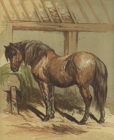 Charlie, at by Harrison William Weir
