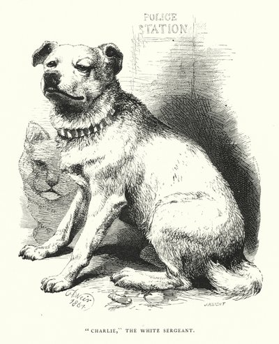 "Charlie," beyaz çavuş (gravür) by Harrison William Weir