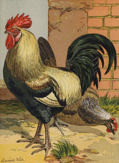 Renkli Dorkingler (chromolitho) by Harrison William Weir