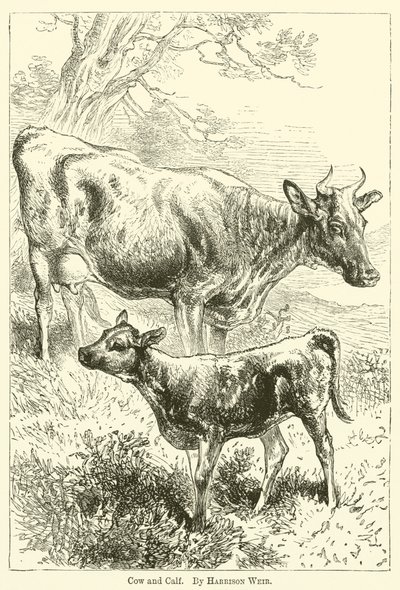 inek ve buzağı by Harrison William Weir