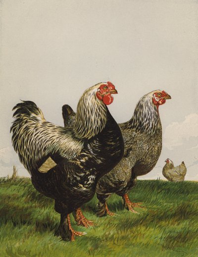 Karanlık Brahmalar (kromolitho) by Harrison William Weir