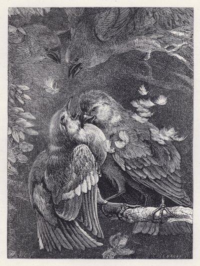 İspinoz ile Serçenin Savaşı (gravür) by Harrison William Weir