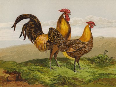 Altın Kalemli Hamburger (chromolitho) by Harrison William Weir