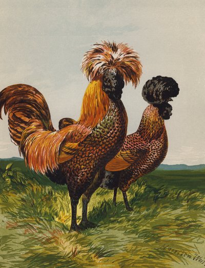 Altın Püsküllü Lehçe (chromolitho) by Harrison William Weir