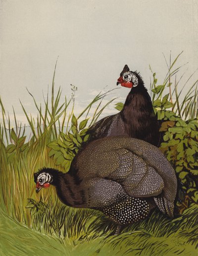 Beç Tavuğu (chromolitho) by Harrison William Weir