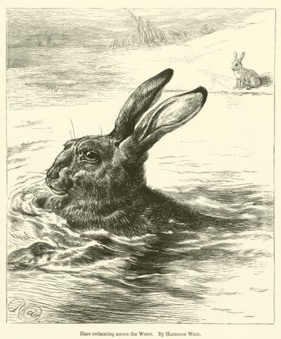 Suda yüzen tavşan by Harrison William Weir