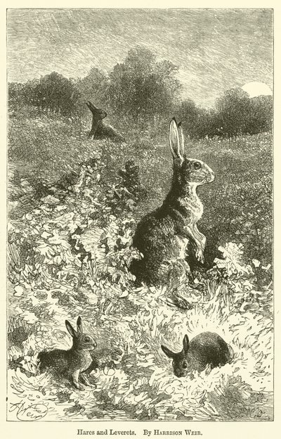 Tavşanlar ve Leveretler by Harrison William Weir
