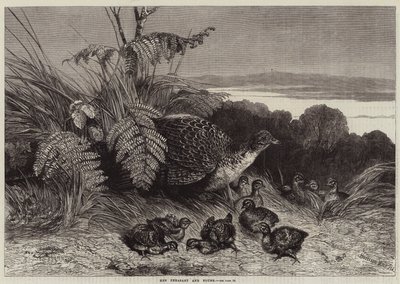 Tavuk Sülün ve Genç by Harrison William Weir