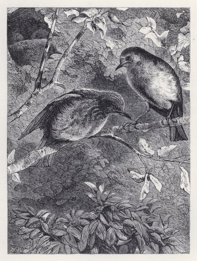 Uçmayı Öğrenmek (gravür) by Harrison William Weir