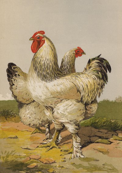 Hafif Brahmalar (kromolitho) by Harrison William Weir