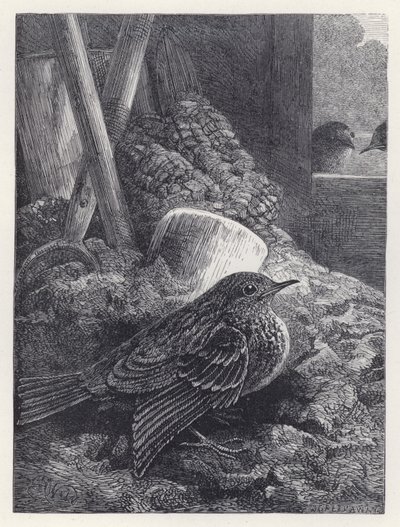 Küçük Robin Güvenli Bir Yerde (gravür) by Harrison William Weir