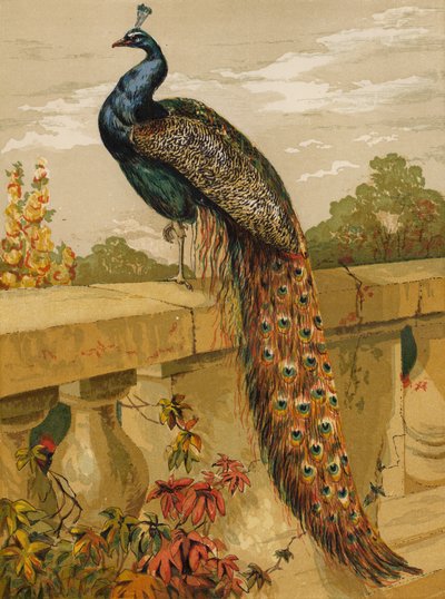 Tavus kuşu (kromolitho) by Harrison William Weir