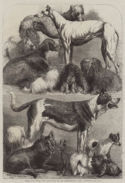 Islington, Tarım Salonundaki Sergiden Ödül Köpekleri by Harrison William Weir