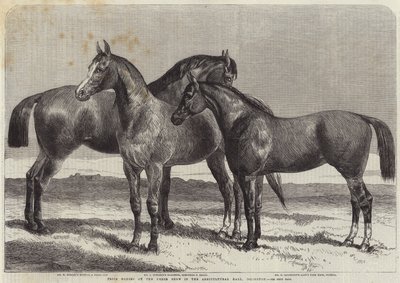 Islington, Tarım Salonundaki At Gösterisinde Ödül Atları by Harrison William Weir
