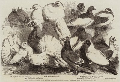 Yakın zamanda Masonlar Salonunda düzenlenen Philo-Peristeron Topluluğu Gösterisinde Güvercinler Ödülü by Harrison William Weir