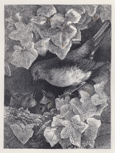 Robin