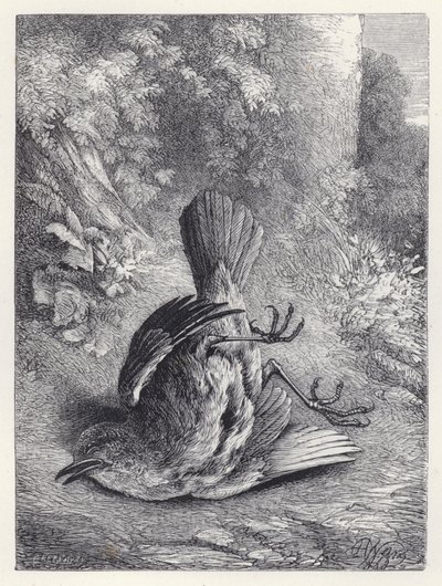 Robin Düşüşüyle Sersemletildi (gravür) by Harrison William Weir