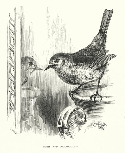 Robin ve ayna (gravür) by Harrison William Weir