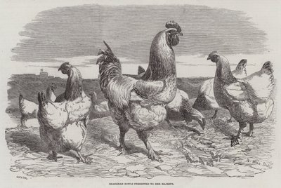 Shanghae Fowls Majestelerine takdim edildi by Harrison William Weir