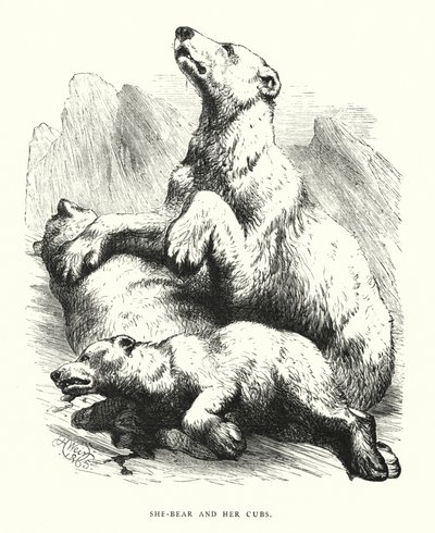 Dişi ayı ve yavruları (gravür) by Harrison William Weir