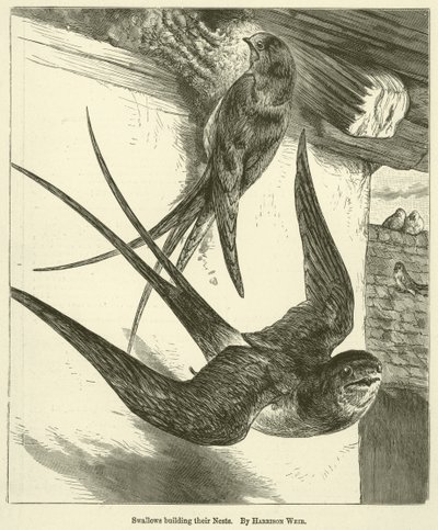 Yuvalarını İnşa Eden Kırlangıçlar by Harrison William Weir
