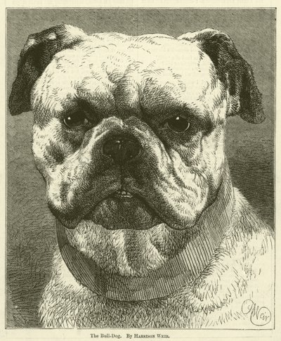 Bull-Köpek by Harrison William Weir