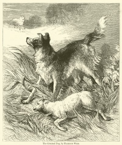 Suçlu Köpek by Harrison William Weir